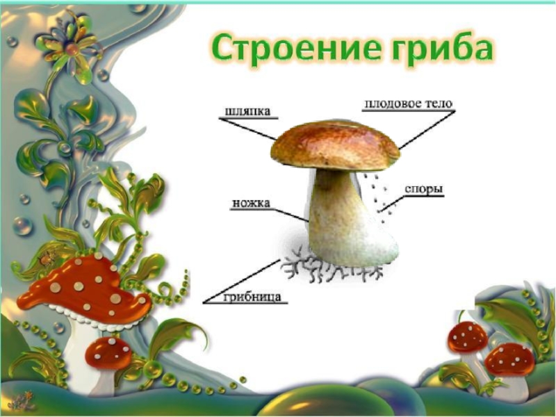 Летом в лесу приятно пахнет грибами схема