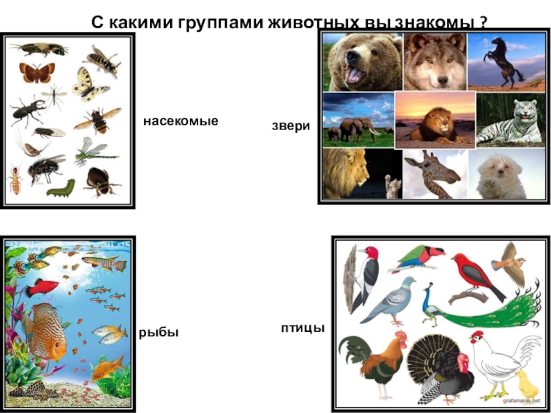 Привести пример животных каждой группы. Животные звери птицы рыбы насекомые. Группы животных окружающий мир. Группы животных для детей. Группа животных птицы.