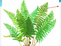 Презентацияк урокубиологии Папоротники.Хвощи. Плауны