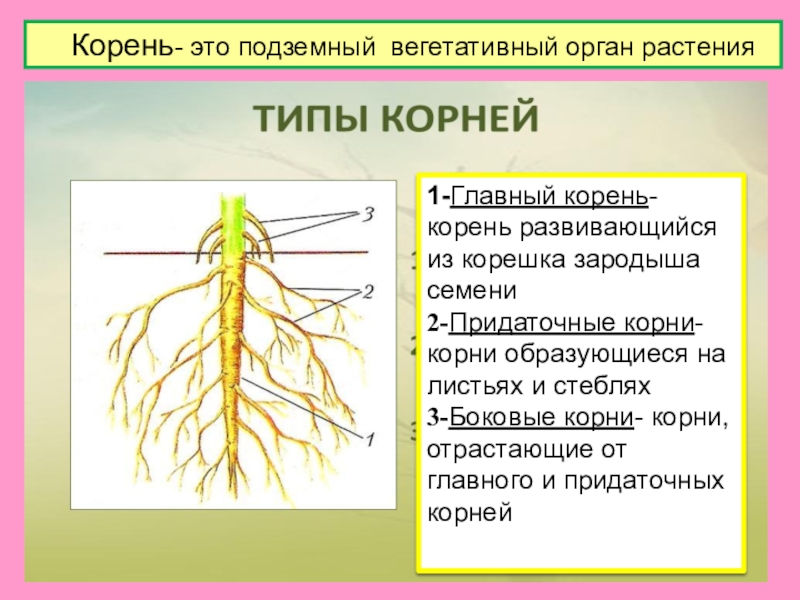 Функция органа корень. Строение . Функции . Типы корневых систем. Придаточные корни и боковые корни. Главный корень растения.