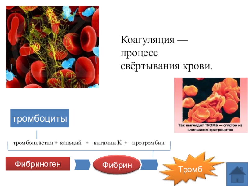 Эритроциты участвуют в. Кальций при свертывании крови. Процесс свертывания крови. Процесс свертывания крови витамин. Тромбоциты свертывание крови.