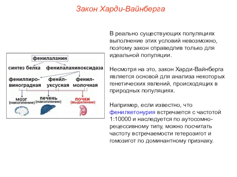 Презентация закон харди вайнберга популяции 11 класс