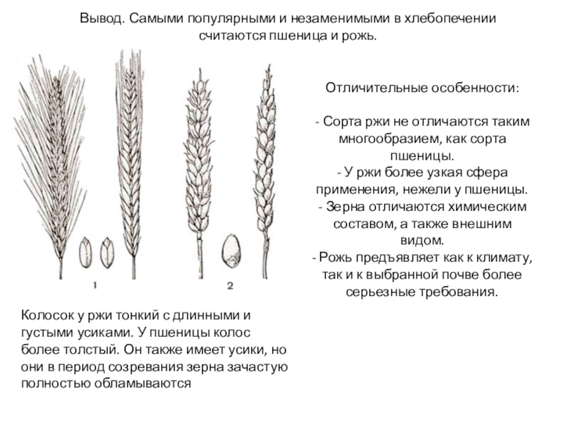 Отличительные особенности:   - Сорта ржи не отличаются таким многообразием, как сорта пшеницы. - У ржи