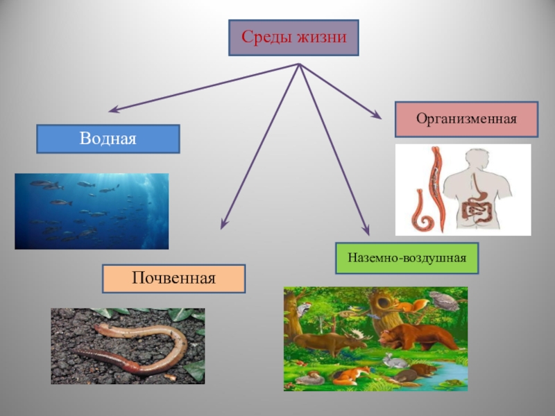 Организменная среда обитания презентация