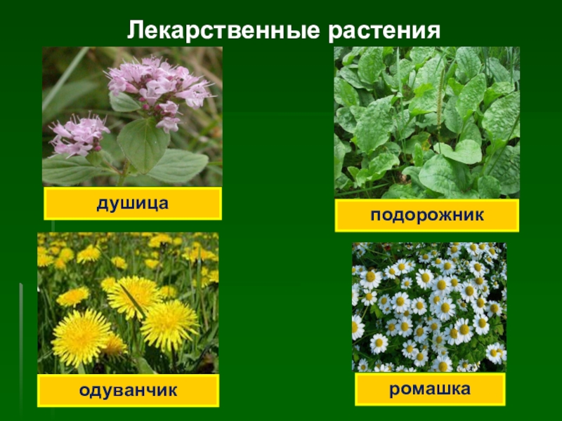 Лекарственные травы список с фото и названиями