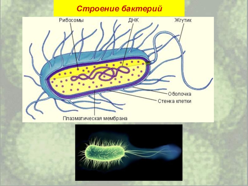 Презентация биология бактерии 6 класс биология