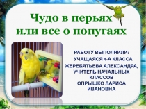 Презентация Чудо в перьях (4 класс)