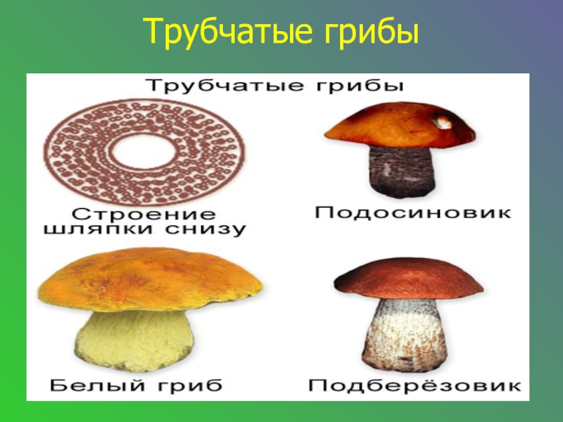 Различие трубчатых грибов. Трубчатые грибы. Трубчатые и пластинчатые грибы. Виды трубчатых грибов. Трубчатые грибы представители.