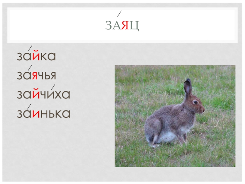 Слово заяц по слогам. Слово заяц. Словарное слово заяц. Работа со словарным словом заяц. Словарное слово заяц в картинках.