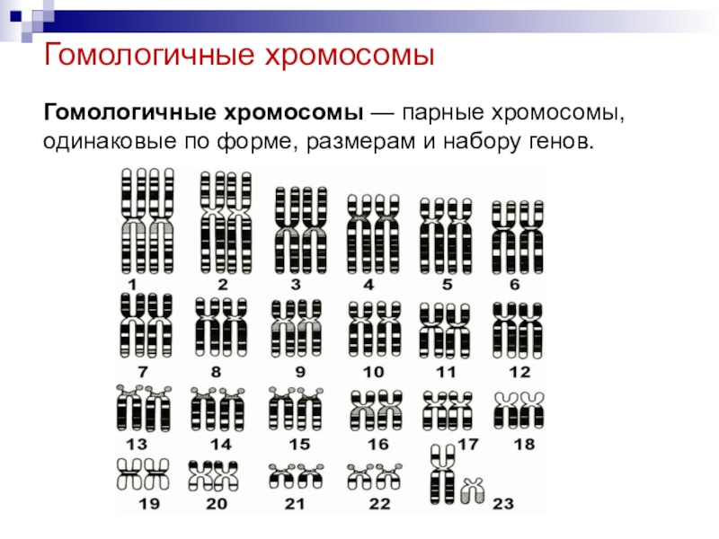 Гомологичные хромосомы рисунок