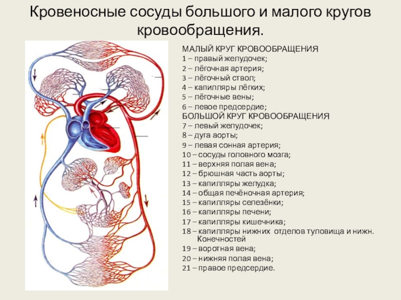 Кровеносная система человека доставляет лекарственные впр. Последовательность сосудов большого круга кровообращения. Круги кровообращения человека малый круг. Сосуды малого круга кровообращения топография. Большой и малый круг кровообращения . Артериальная и венозная системы.