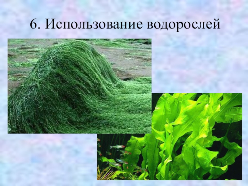 Польза водорослей. Человек в водорослях. Применение водорослей. Практическое применение водорослей. Водоросли используются человеком для.