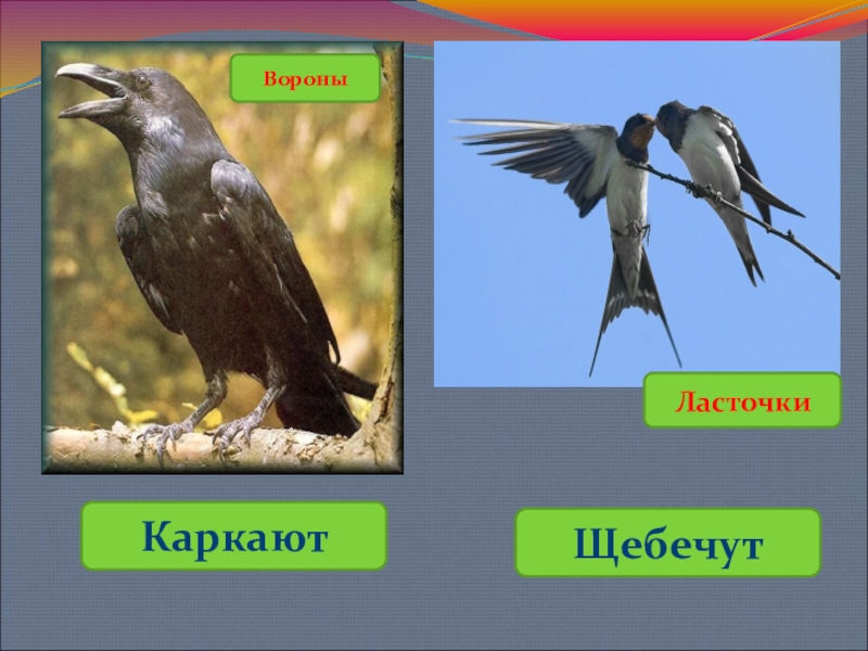 вороны каркают предложение. вороны каркают предложение. вороны каркают предложение. толстоклювый ворон corvus crassirostris. вороны каркают предложение.