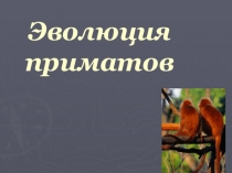 Презентация по биологии на тему: Эволюция приматов