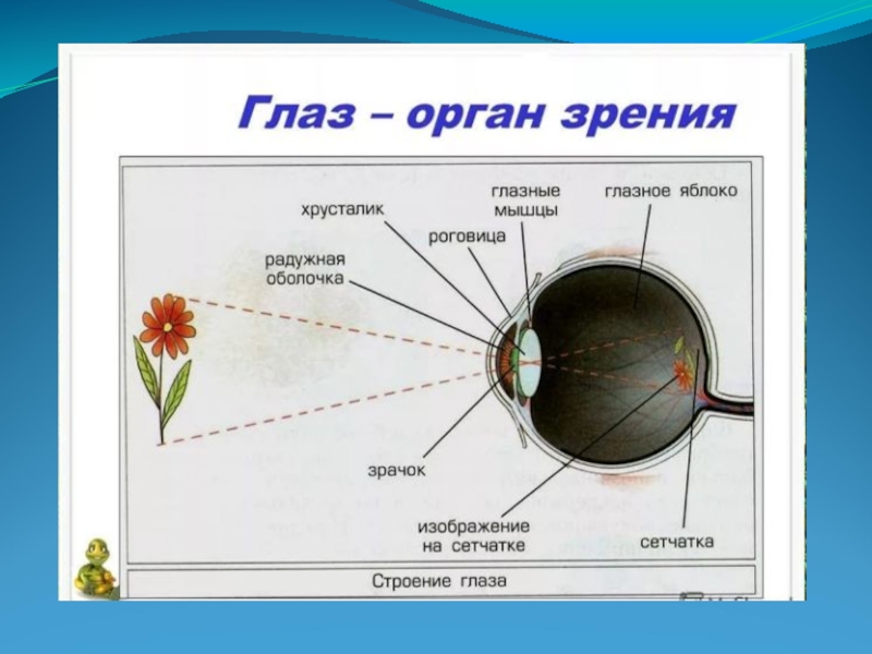 Орган чувств глаза 3 класс окружающий мир. Сообщение об органе чувств. Орган зрения нарисованный карандашом аккуратно.