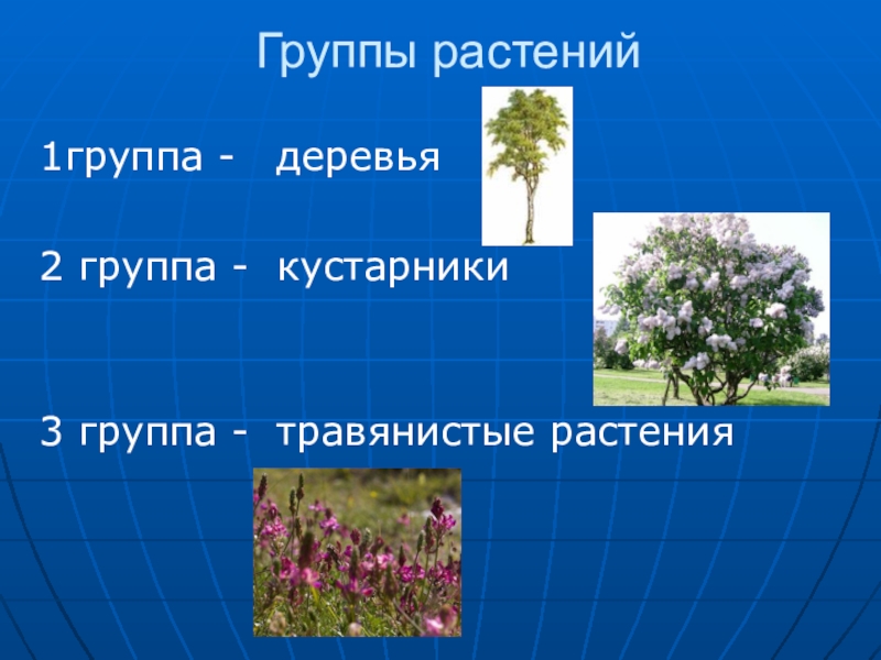 Проект растения 1 класс