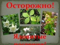 Презентация окружающему миру Растения прекрасные, но опасные (3 класс)