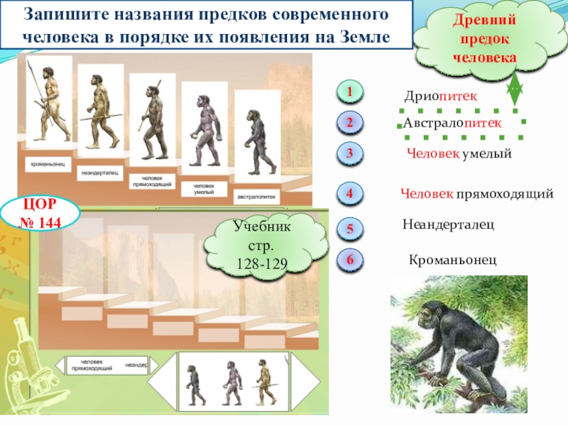 Рассмотрите рисунки и подпишите названия предков человека