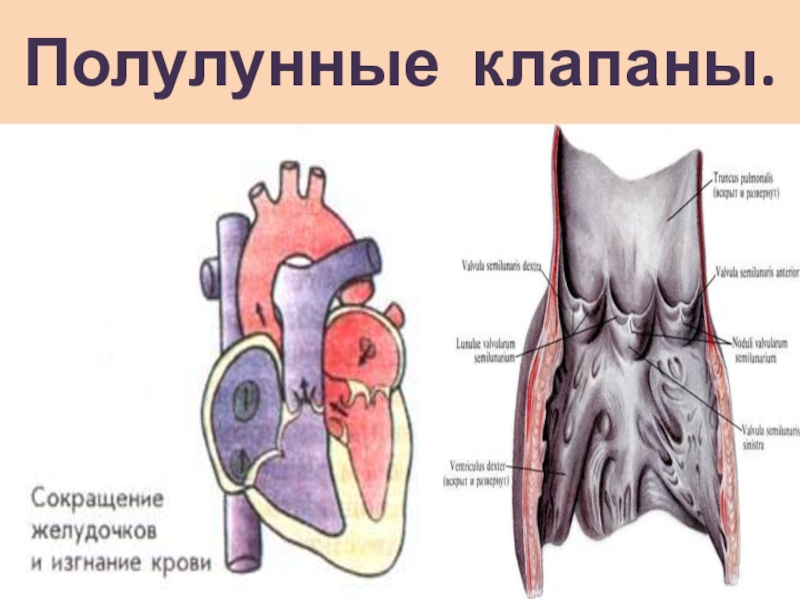 Какую функцию выполняет полулунный клапан. Полулунные клапаны сердца расположены. Строение сердца полулунные клапаны. Полулунный клапан строение. Сердце анатомия полулунные клапаны.