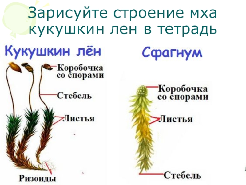 Кукушкин лен егэ рисунок