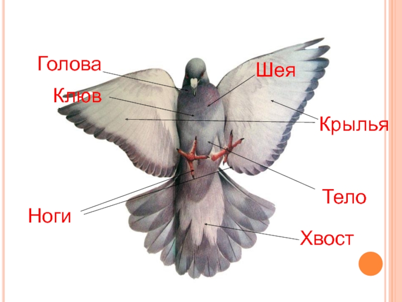 Мозг голубя. Крыло птицы. Строение головы голубя. Части тела птиц иллюстрации. Хвост птицы строение.