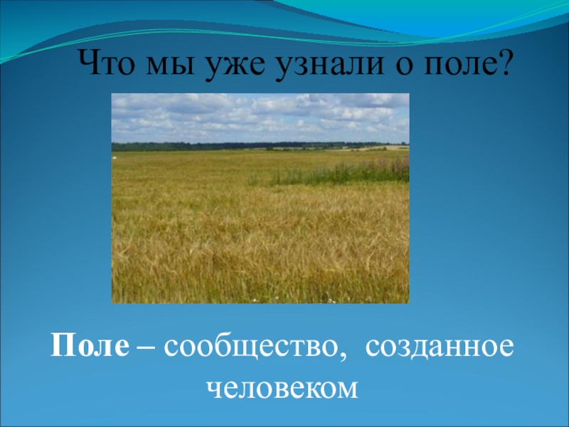 Презентация поле. Презентация на тему поле. Рассказ о поле. Доклад на тему природное сообщество поле. Поле для презентации.