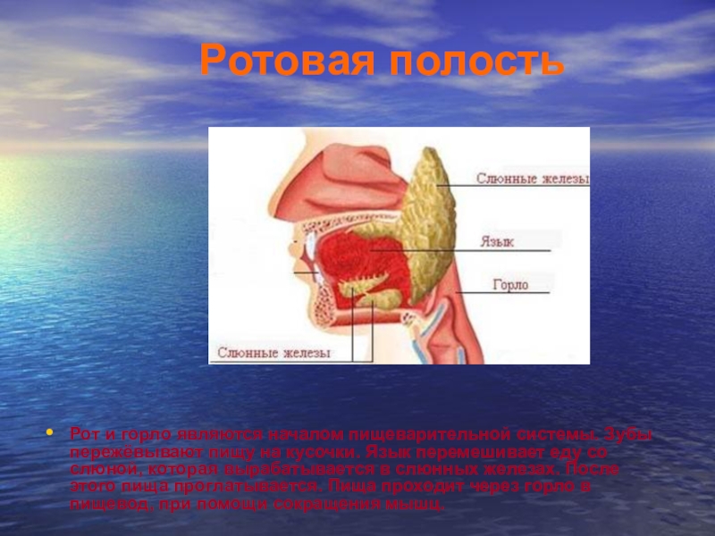 Рта класс. Пищеварительная система 4 класс. Пищеварительная система 4 класс окружающий мир. Тема окружающий мир 4 класс пищеварительная система. Презентация к уроку окружающего мира 4 класс пищеварительная система.