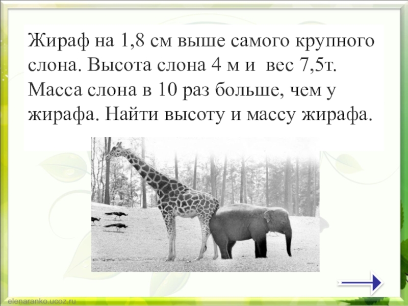 Два самых крупных. Высота слона. Жираф высота и масса. Высота и вес жирафа. Жираф выше слона.