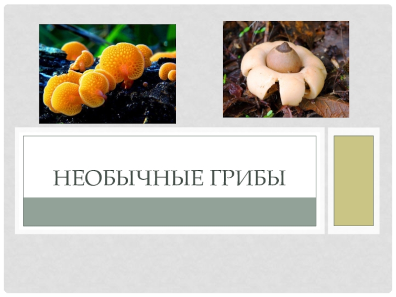 Презентация Необычные грибы