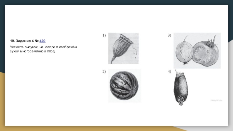 Укажите рисунок на котором изображен сухой многосемянной плод арбуз помидор