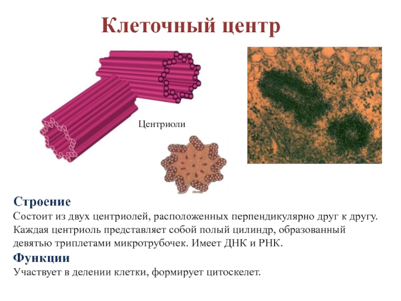 Презентация клеточный центр