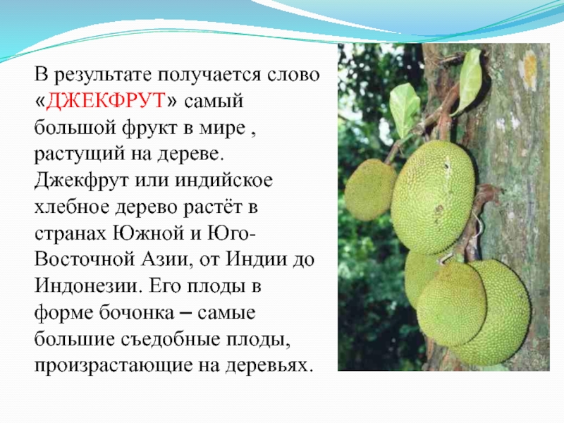 В результате получается слово «ДЖЕКФРУТ» самый большой фрукт в мире , растущий на дереве.Джекфрут или индийское хлебное