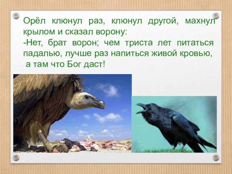 Орел выпал один раз. Притча про орла и ворона. Орёл клюнул. Единственная птица которая осмеливается клевать орла ворон. Нет брат ворон.