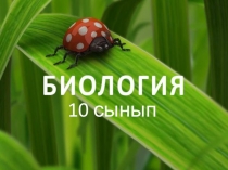 Презентация по биологии на тему Viruses and phages.The AIDS virus