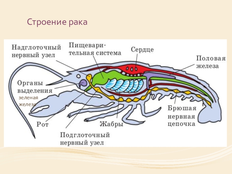 Органом зрения речного рака служат