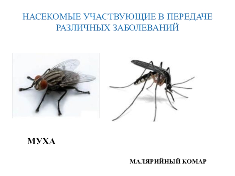 Малярийная муха. Летнее расписание мухи комары. Малярийный комар комнатная Муха. Летнее расписание мухи комары картинки.
