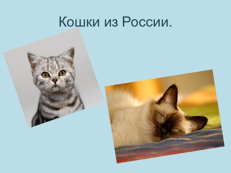 Класс кошки. Презентация о кошках 1 класс. Ассоциация кошек в России. Кошка для презентации что она показывает. Зимний слайд с кошкой на презентацию.