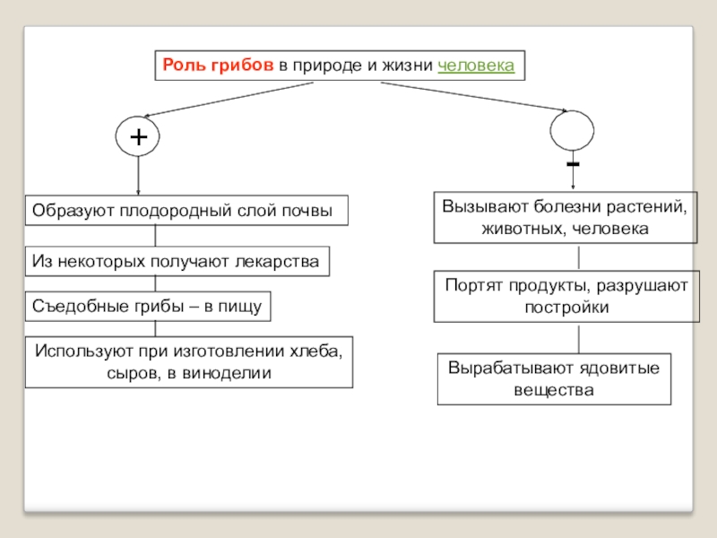 Схема роль грибов в природе и жизни человека