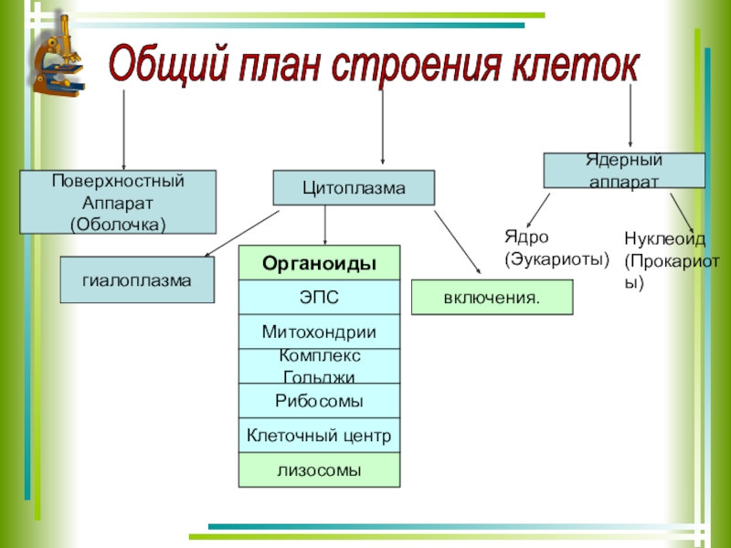 Поверхностный аппарат клетки проект