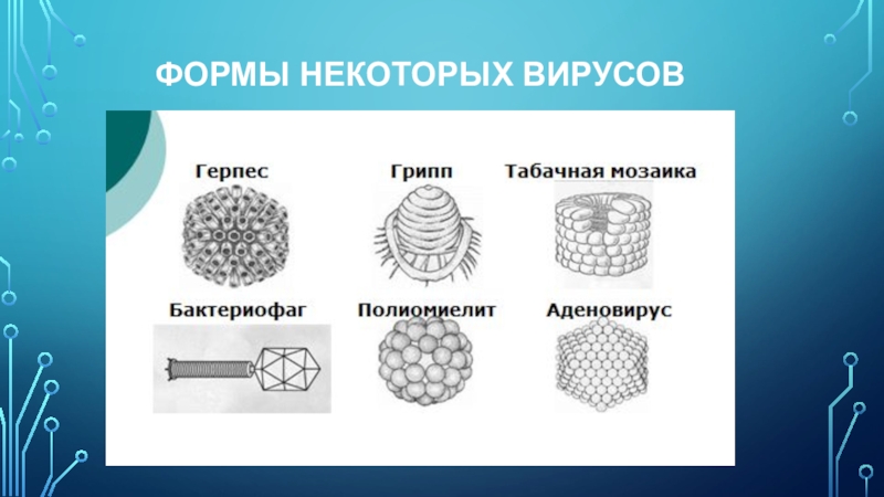 Проект на тему вирусы 9 класс