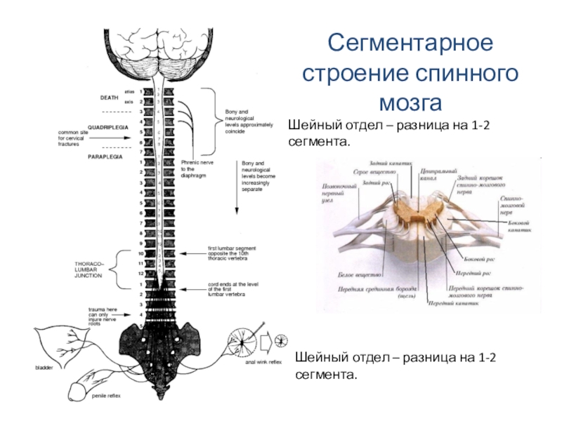 Шейный отдел мозг. Спинной мозг строение анатомия отделы. Внешнее строение грудного сегмента спинного мозга. Схема сегментарного строения спинного мозга. Строение одного отдела спинного мозга.