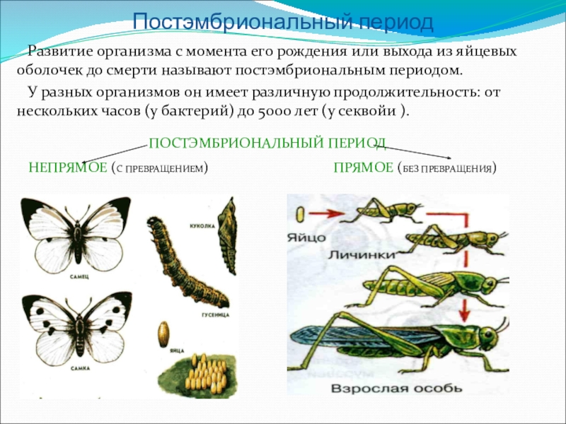 Постэмбриональный период презентация