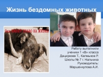 Исследовательский проект Проблема бездомных собак