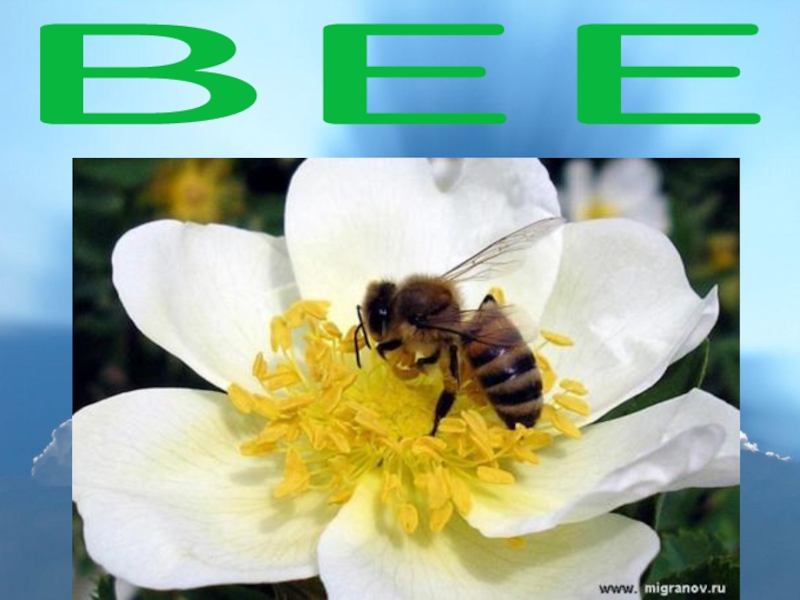 Раскрыть довольно. Раскрыть свой потенциал. Человек радостный. Джим керри. Правило справедливости.