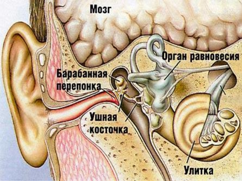 Внутренний отит. Отит внутреннего уха у крысы.