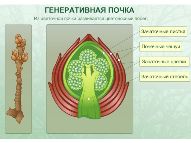 Цветочная почка на этом рисунке обозначена буквой