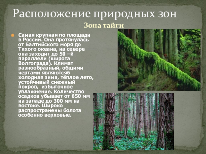Тайга самая большая по площади природная зона. Расположение зоны тайги в России. Тайга природная зона. Географическое положение зоны тайги в России. Географическое положение природной зоны тайги в России.