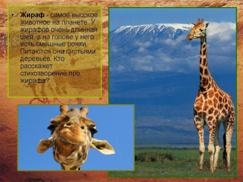 Текст стих жирафа. Сообщение о жирафах в Африке. Рассказ о жирафах для детей. Информация о жирафе для детей. Жираф описание для детей.