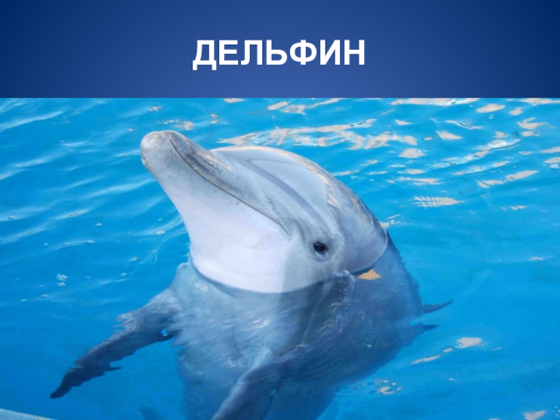 Звук в слове дельфины. Дельфин карточка. Слово Дельфин. Отряд дельфины. Надпись Дельфин.