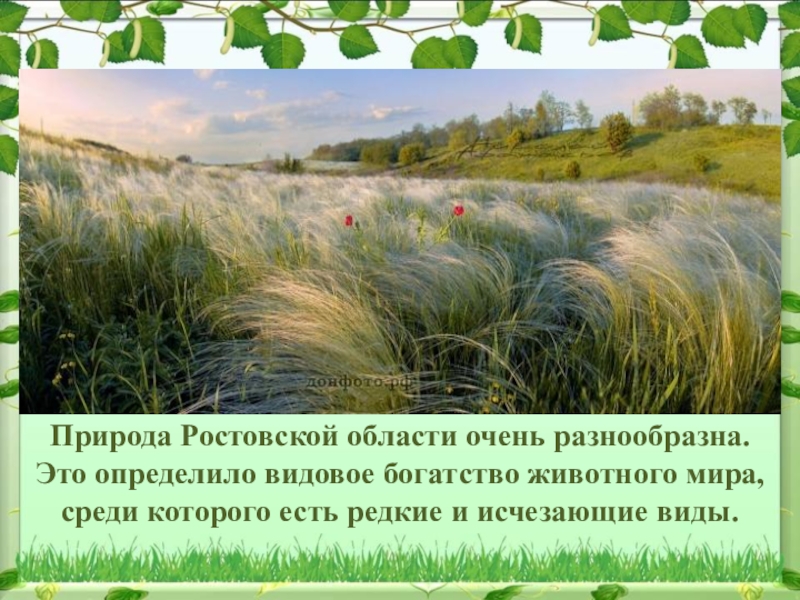 Есть ли ростовская область. Разнообразие природы Ростовской области. Растительный мир Ростовской области. Природа Ростовской области фото и описание. Растения родного края Ростовская область.